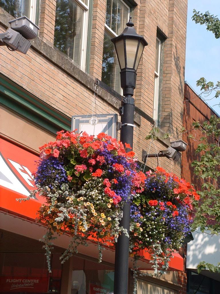 DIY Gardening For Your Garden: Hanging Baskets Success